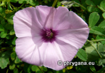 Convolvulus althaeoides L.