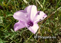 Convolvulus althaeoides L.