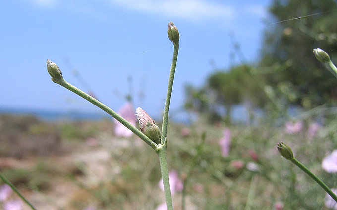 Convolvulus dorycnium L.