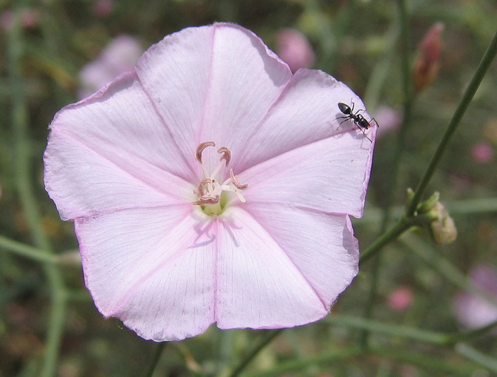 Convolvulus dorycnium L.