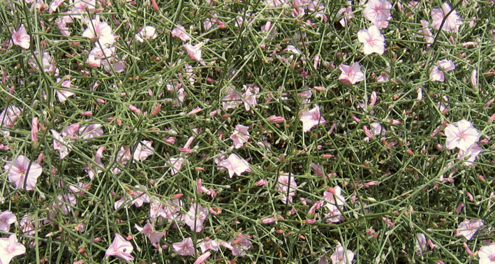 Convolvulus dorycnium L.