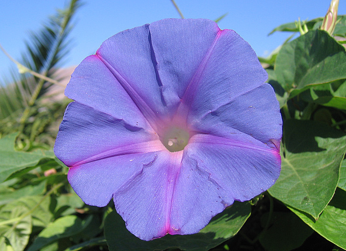 Ipomoea indica (BURM.) MERR.