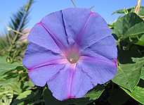 Ipomoea indica (BURM.) MERR.