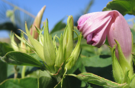 Ipomoea indica (BURM.) MERR.