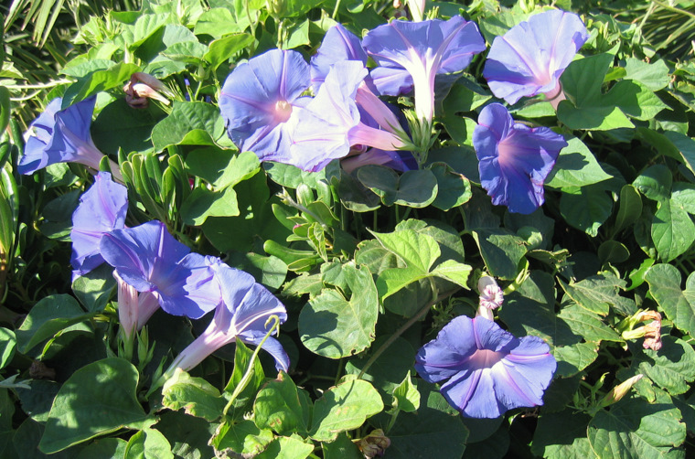 Ipomoea indica (BURM.) MERR.