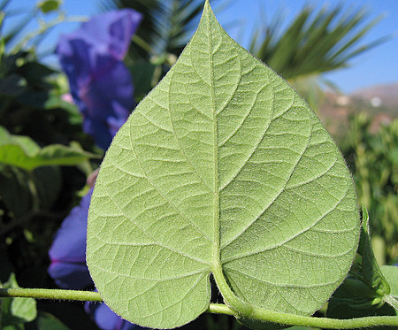 Ipomoea indica (BURM.) MERR.