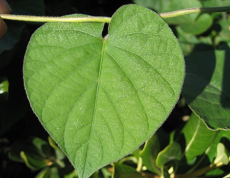 Ipomoea indica (BURM.) MERR.