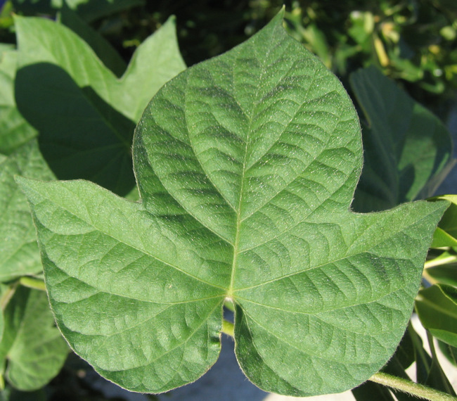 Ipomoea indica (BURM.) MERR.