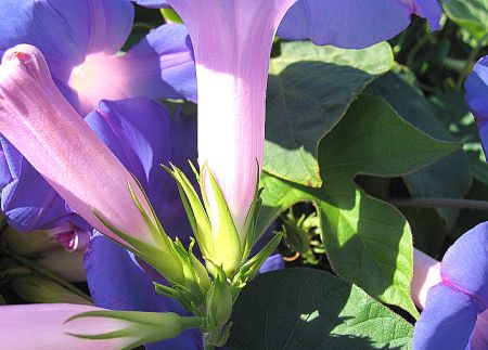 Ipomoea indica (BURM.) MERR.