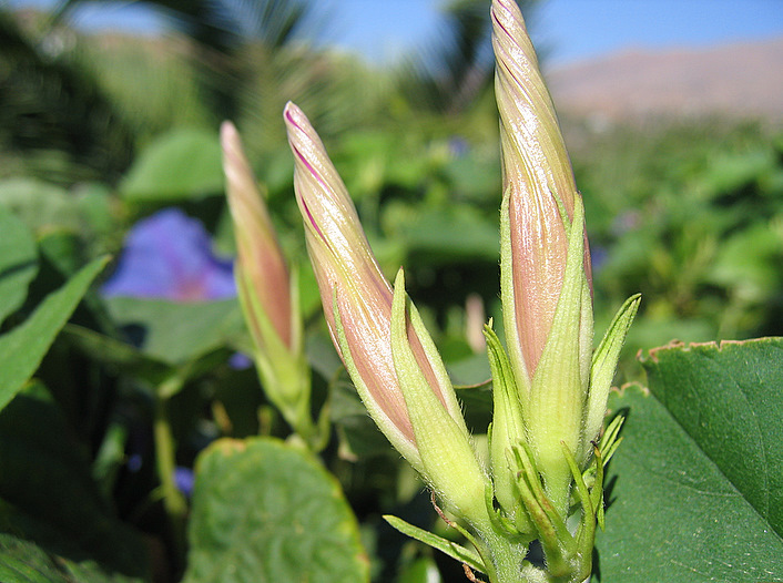 Ipomoea indica (BURM.) MERR.