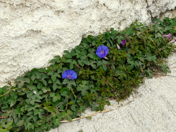 Ipomoea indica (BURM.) MERR.