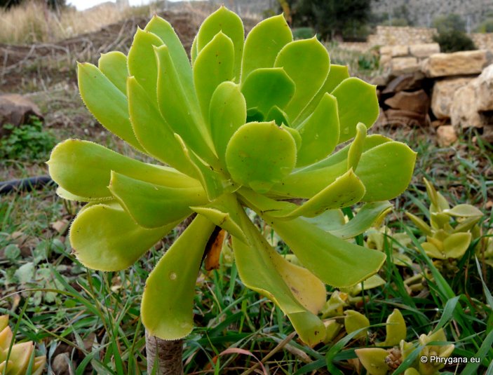 Aeonium arboreum (L.) WEBB & BERTHEL.