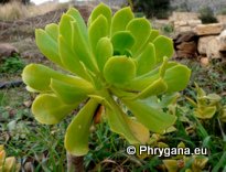 Aeonium arboreum (L.) WEBB & BERTHEL.