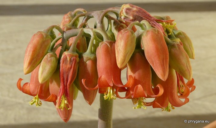 Cotyledon macrantha A. BERGER