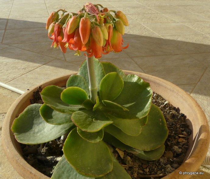 Cotyledon macrantha A. BERGER