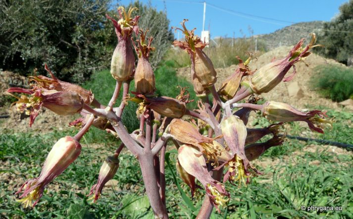 Cotyledon macrantha A. BERGER