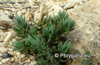 Sedum sediforme (JACQ.) PAU