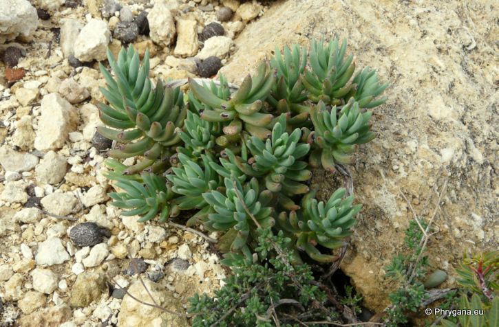 Sedum sediforme (JACQ.) PAU