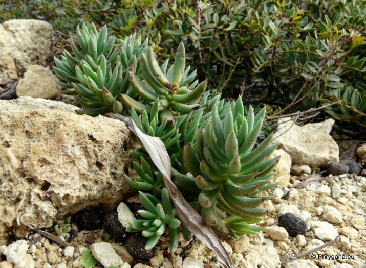 Sedum sediforme (JACQ.) PAU