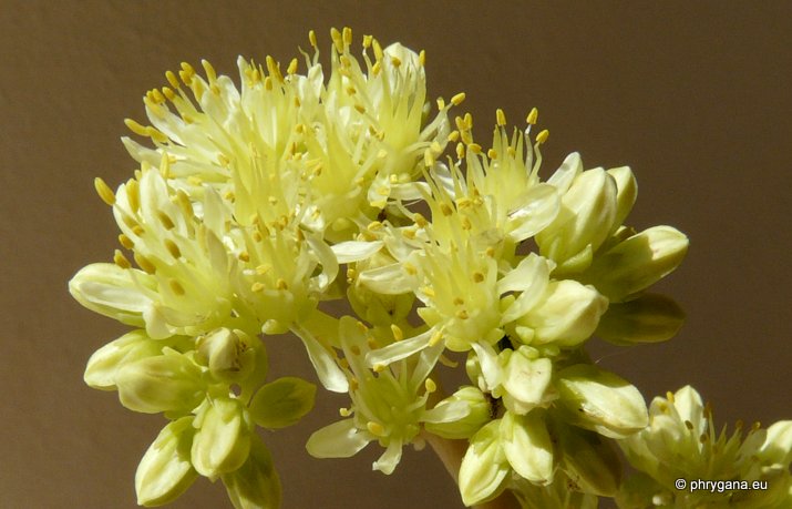 Sedum sediforme (JACQ.) PAU