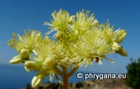 Sedum sediforme (JACQ.) PAU