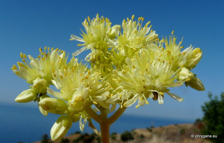 Sedum sediforme (JACQ.) PAU