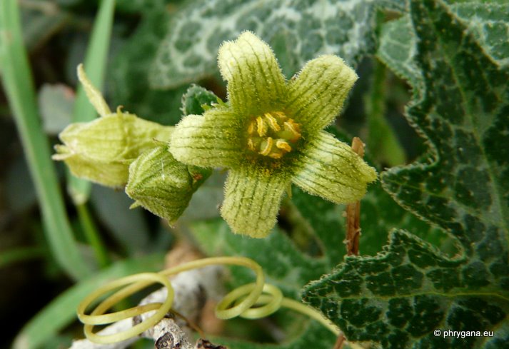 Bryonia cretica L. subsp. cretica