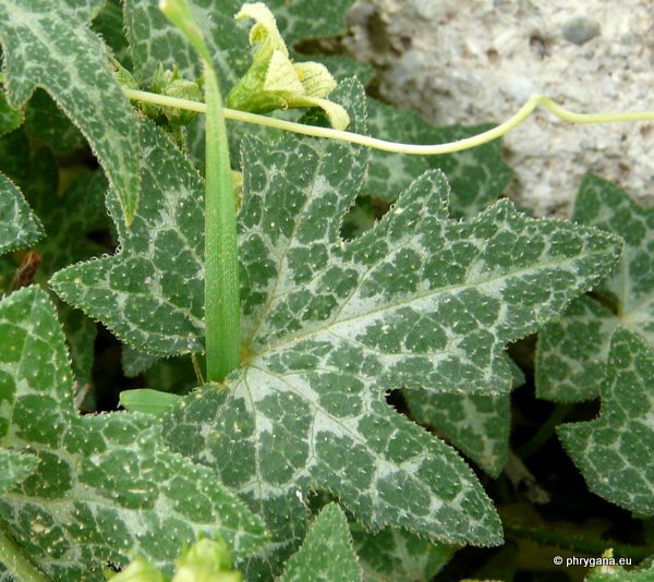 Bryonia cretica L. subsp. cretica