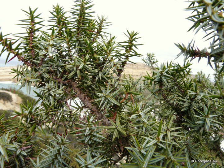 Juniperus oxycedrus L. subsp. macrocarpa  (SM.) BALL