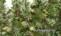 Juniperus oxycedrus L. subsp. macrocarpa  (SM.) BALL