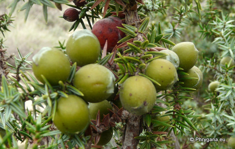 Juniperus oxycedrus L. subsp. macrocarpa  (SM.) BALL