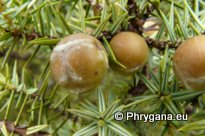 Juniperus oxycedrus L. subsp. macrocarpa  (SM.) BALL