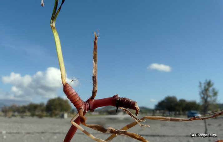 Cymodocea nodosa  (UCRIA) ASCH.