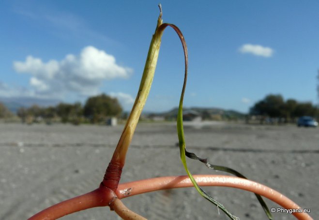 Cymodocea nodosa  (UCRIA) ASCH.