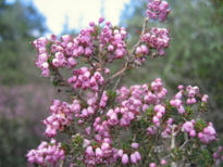 Erica manipuliflora SALISB.