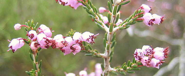 Erica manipuliflora SALISB.