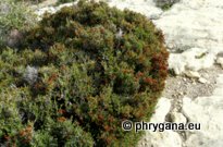 Erica manipuliflora SALISB.