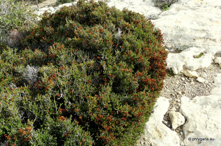 Erica manipuliflora SALISB.