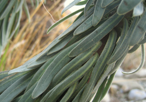 Euphorbia characias L. subsp. characias