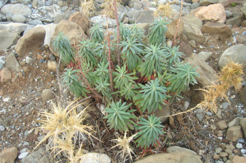 Euphorbia characias L. subsp. characias