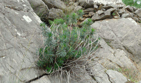 Euphorbia characias L. subsp. characias