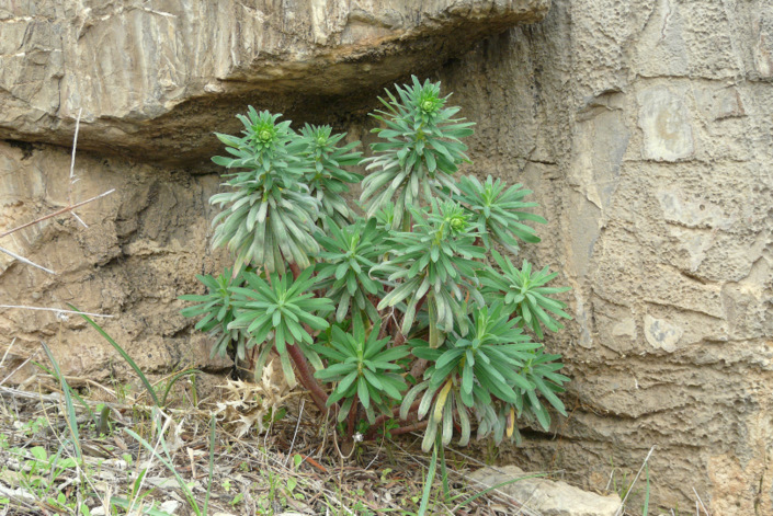 Euphorbia characias L. subsp. characias