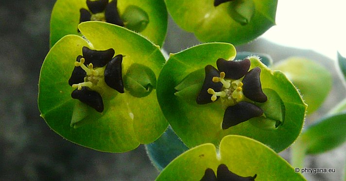 Euphorbia characias L. subsp. characias