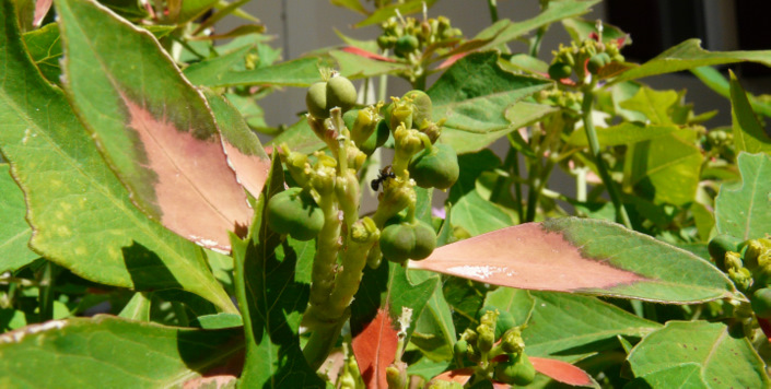 Euphorbia cyathophora MURRAY