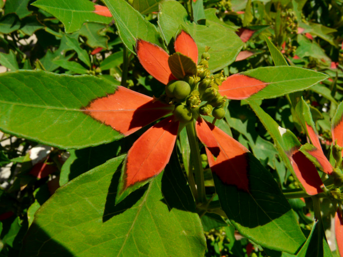 Euphorbia cyathophora MURRAY