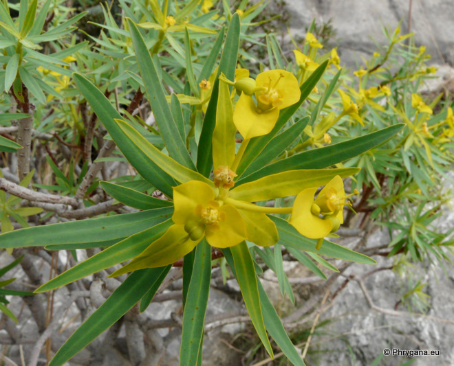 Euphorbia dendroides L.