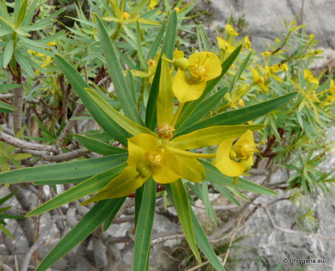 Euphorbia dendroides L.