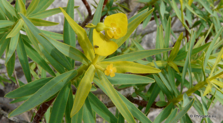 Euphorbia dendroides L.