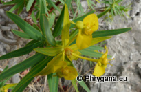 Euphorbia dendroides L.