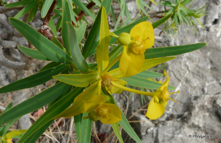 Euphorbia dendroides L.